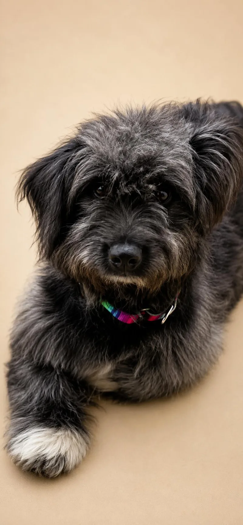 A baby small-sized male Black Poodle dog named Errol for adoption in Vernon, CT