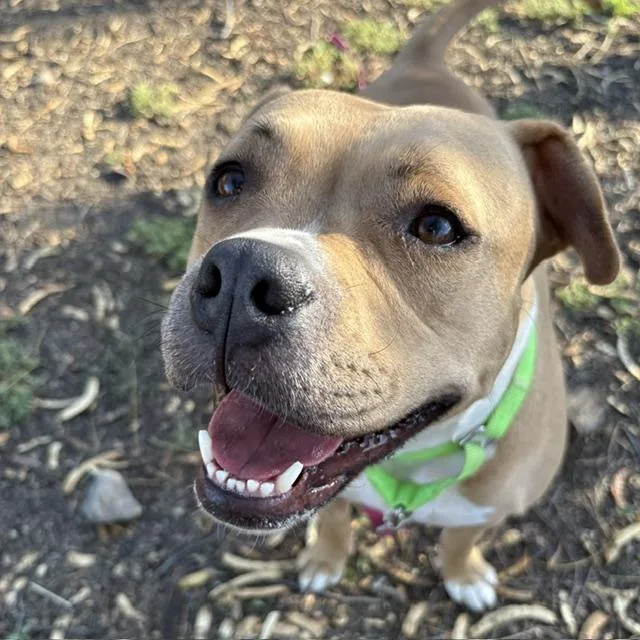 An adult large-sized female Pit Bull Terrier dog named Bambi for adoption in Tucson, AZ