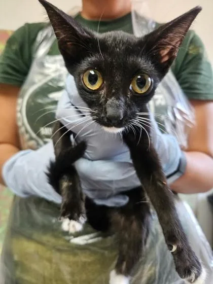 A young small-sized female Domestic Short Hair cat named Tweety for adoption in San Antonio, TX