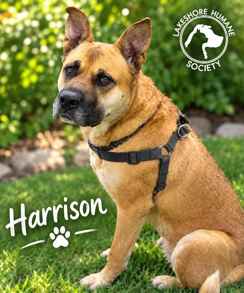 An adult large-sized male Akita dog named Harrison for adoption in Dunkirk, NY