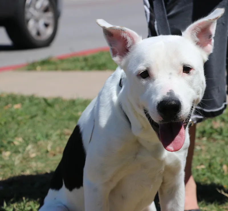 A young medium-sized female Pit Bull Terrier dog named Molly Mama for adoption in Pflugerville, TX