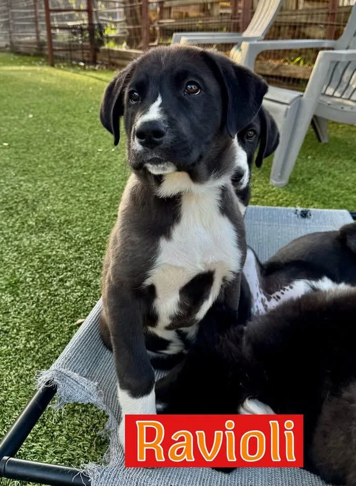 A baby large-sized male Labrador Retriever dog named Ravioli for adoption in Southlake, TX