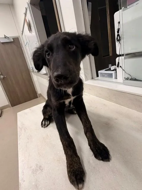 A baby small-sized male German Shepherd Dog dog named September for adoption in Baytown, TX