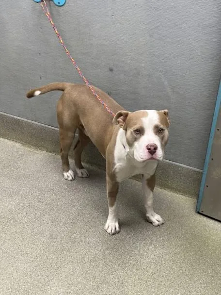 A young large-sized male Pit Bull Terrier dog named Rockwell for adoption in Las Vegas, NV
