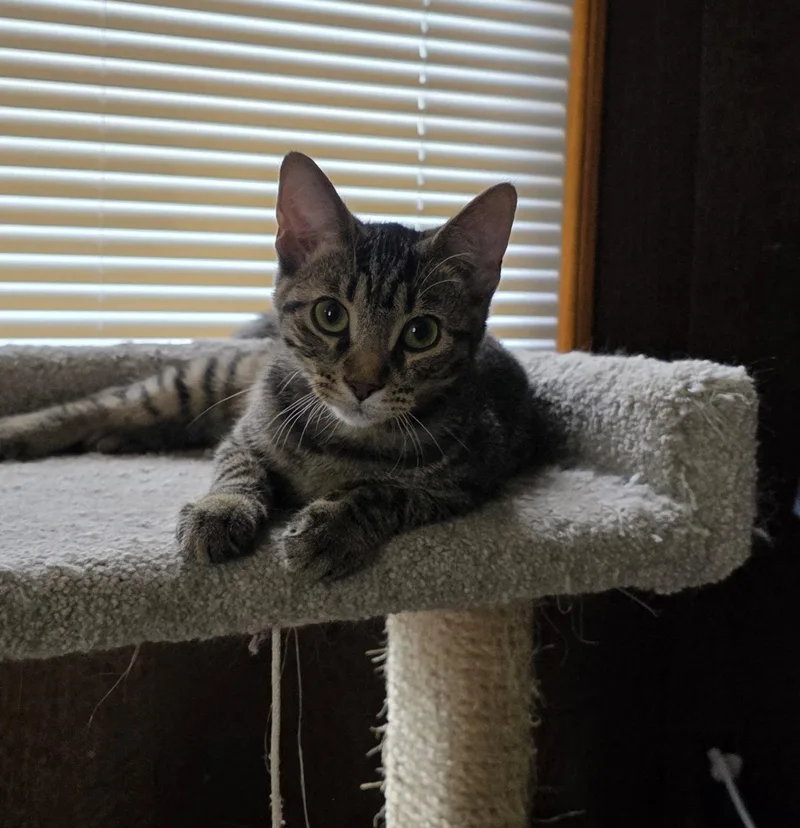 A young medium-sized male Domestic Short Hair cat named Phineas for adoption in O'Fallon, MO