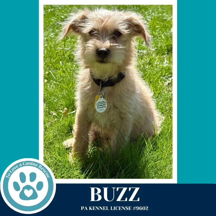 A baby small-sized male Brown / Chocolate Terrier dog named Buzz for adoption in Kimberton, PA