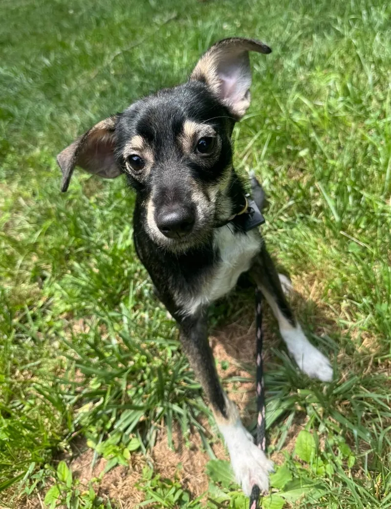 A baby small-sized male Bicolor Terrier dog named Tubby for adoption in Hamden, CT