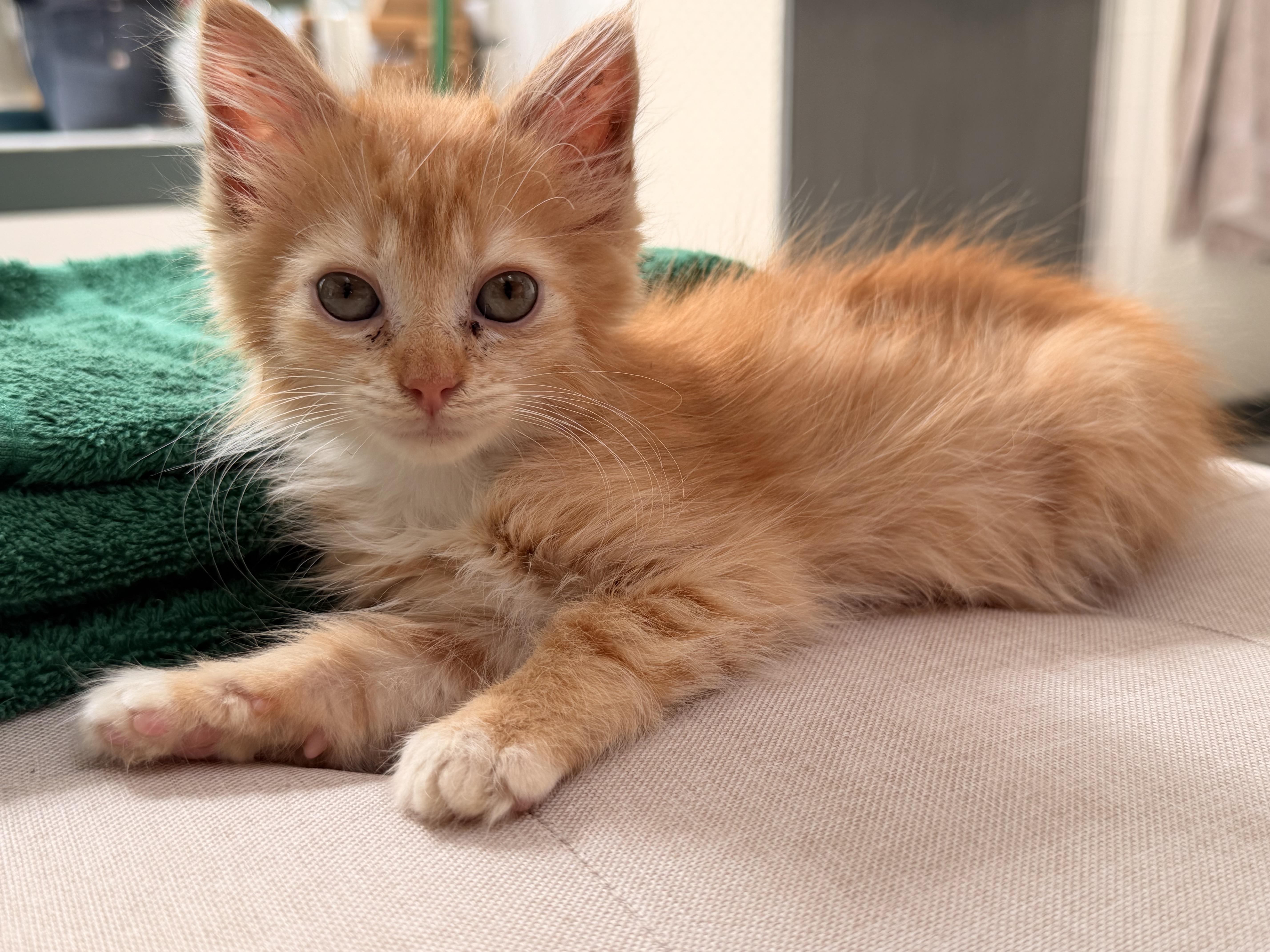 A baby small-sized female Domestic Short Hair cat named Judy Jo for adoption in Clymer, PA