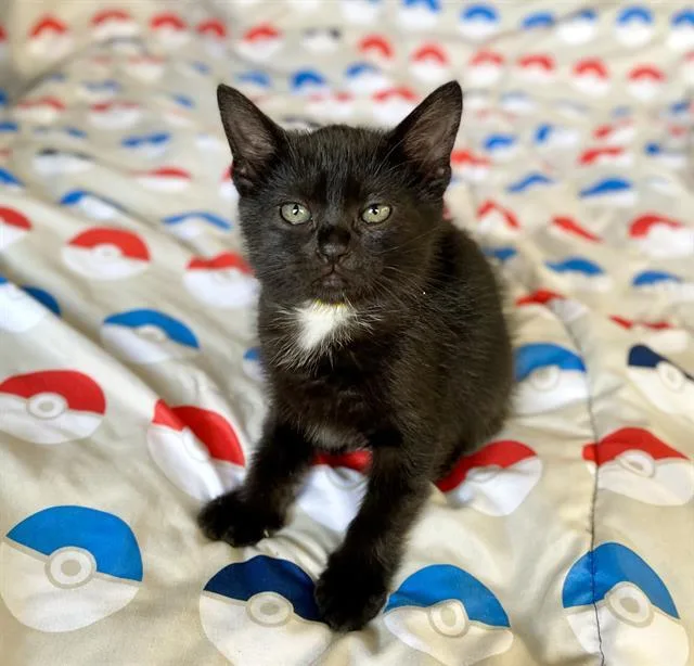 Mew
