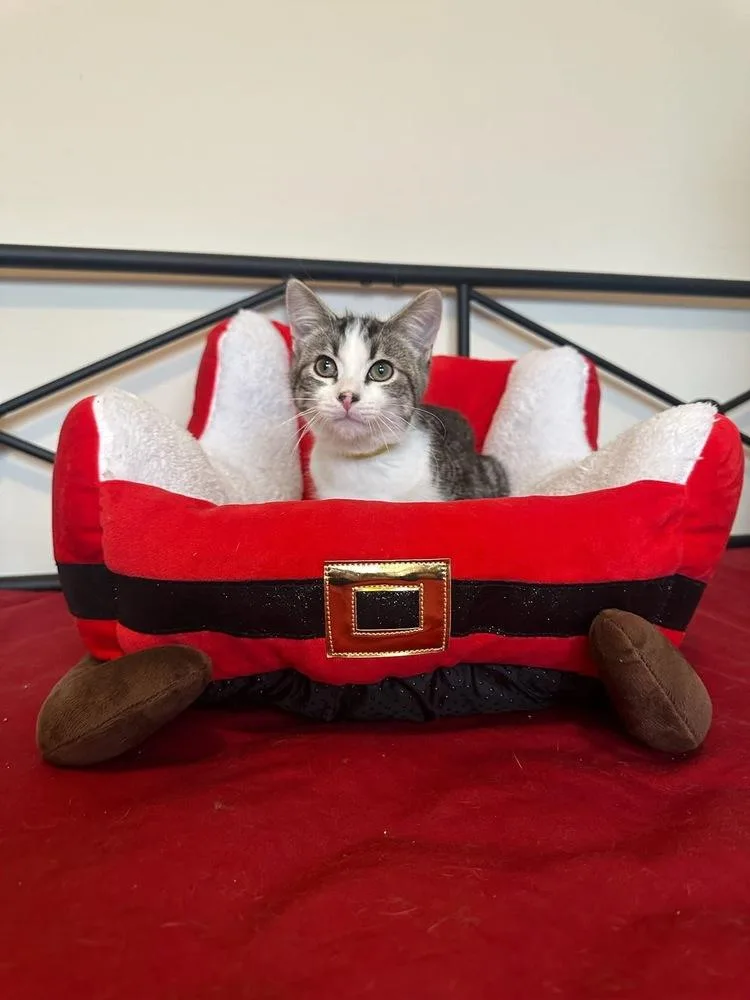 Quintillis thumbnail 4