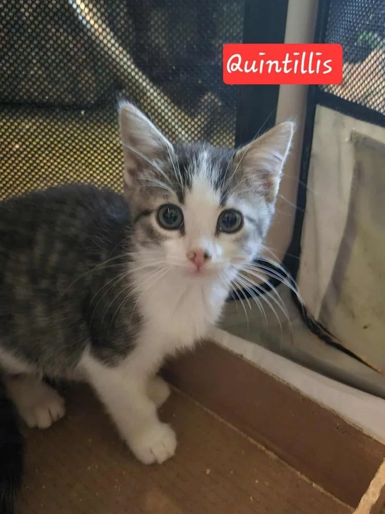 Quintillis thumbnail 6