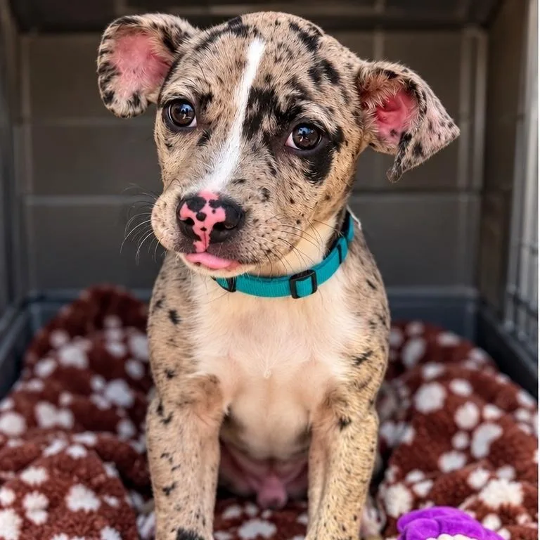 A baby medium-sized male Catahoula Leopard Dog dog named Frankie for adoption in Park Forest, IL