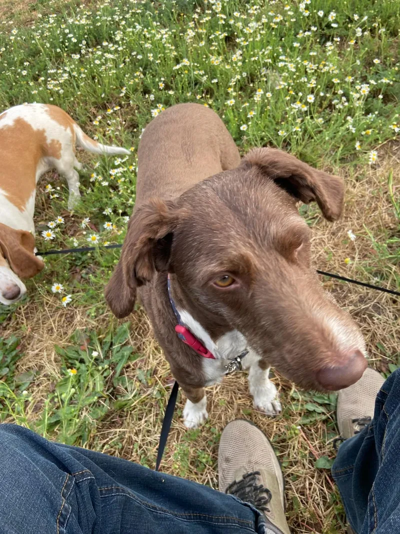 An adult medium-sized female Brown / Chocolate Aussiedoodle dog named Courtesy Listing Daisy for adoption in Moscow, ID