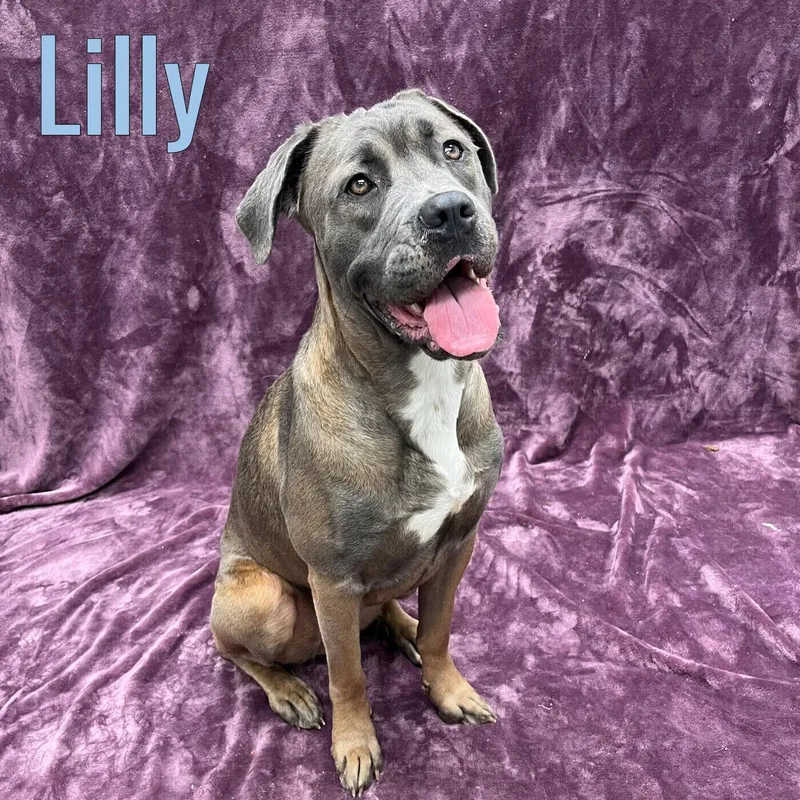 A young large-sized female Brown / Chocolate Cane Corso dog named Lilly for adoption in Pleasantville, NJ