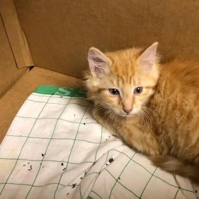 A baby small-sized male Orange / Red Domestic Medium Hair cat named Donald for adoption in Novelty, OH