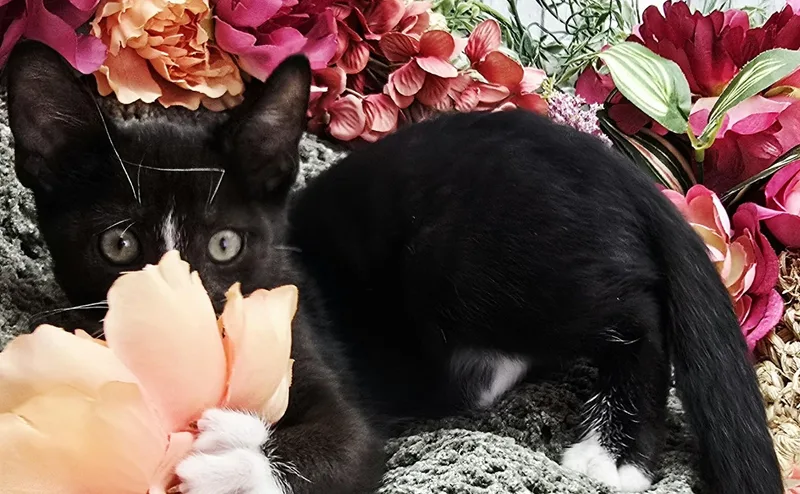 A baby small-sized male Black Domestic Short Hair cat named Vinnie AKA My Cousin for adoption in Ocean Springs, MS