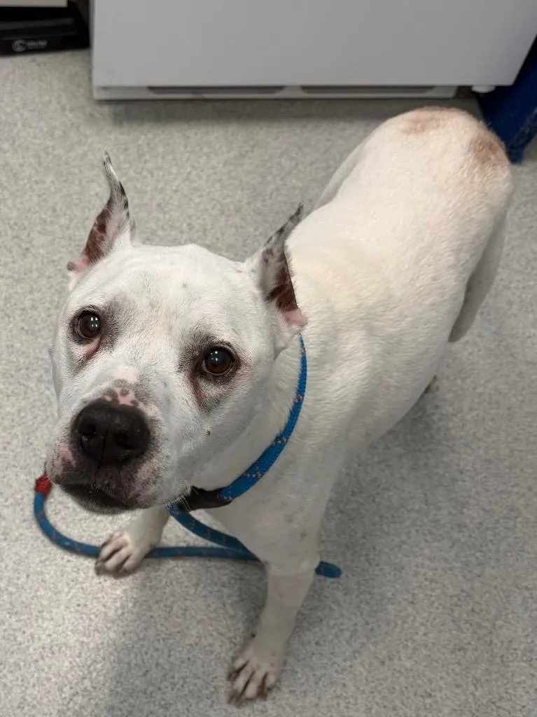 A senior medium-sized female White / Cream Pit Bull Terrier dog named Baby Girl for adoption in Frankfort, KY