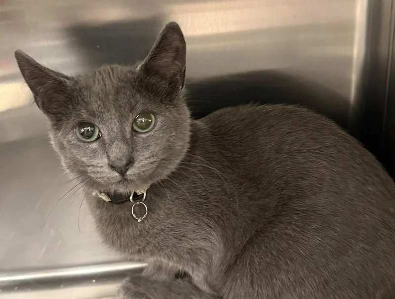 A young medium-sized male Russian Blue cat named Blue for adoption in Bolivia, NC
