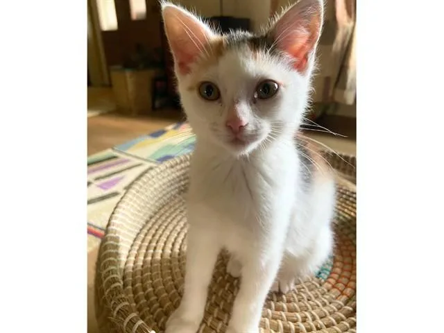 A baby small-sized female Domestic Short Hair cat named Isis for adoption in Fort Wayne, IN