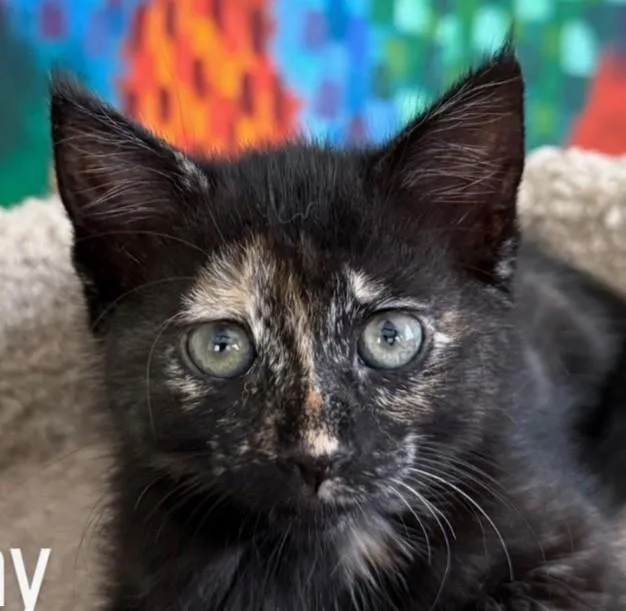A baby medium-sized female Tortoiseshell cat named Bunny for adoption in Asbury Park, NJ