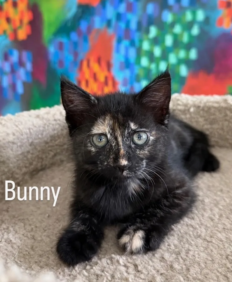Bunny thumbnail 2