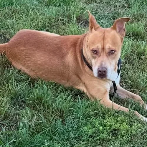 A young medium-sized male German Shepherd Dog dog named Spencer for adoption in Williston, VT