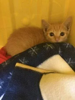 A baby small-sized female Domestic Short Hair cat named CA  Jaws for adoption in Glen Allen, VA