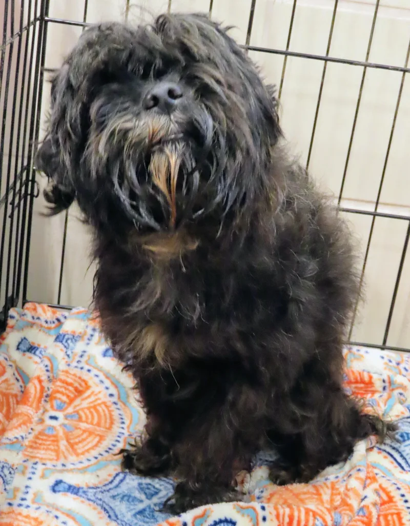 An adult small-sized male Black Shih poo dog named 26-288 for adoption in Amityville, NY