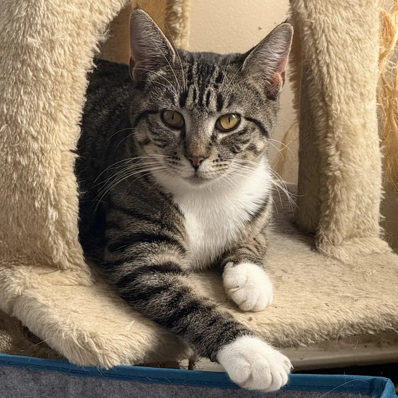 A baby small-sized female Tabby (Gray / Blue / Silver) Tabby cat named Maple for adoption in New York, NY