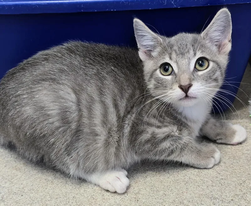 A baby large-sized male Tabby (Gray / Blue / Silver) Domestic Short Hair cat named Birch for adoption in Amityville, NY