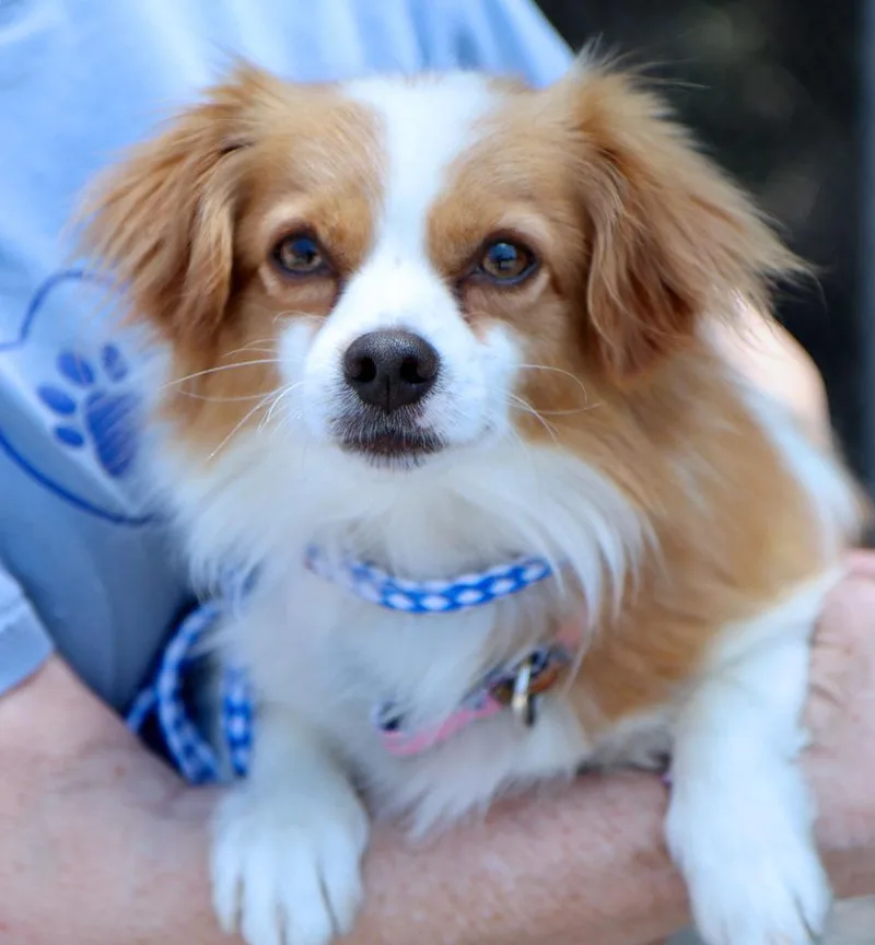 A young small-sized male White / Cream Papillon dog named Grover for adoption in Kansas City, KS