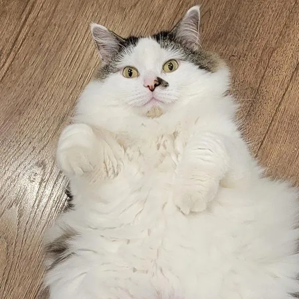 An adult medium-sized female Domestic Long Hair cat named Jilly for adoption in Des Moines, IA