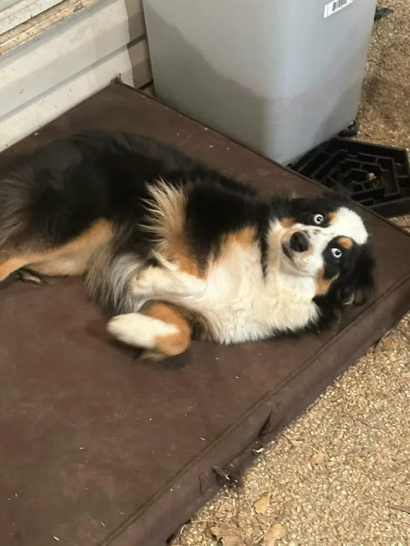 A young medium-sized female Australian Shepherd dog named Luna  In Maine for adoption in Kennebunkport, ME