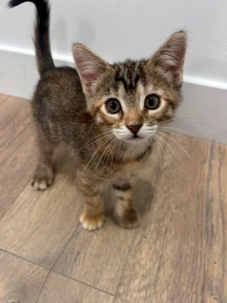 A baby small-sized female Domestic Short Hair cat named Buttercup for adoption in Saint George, UT