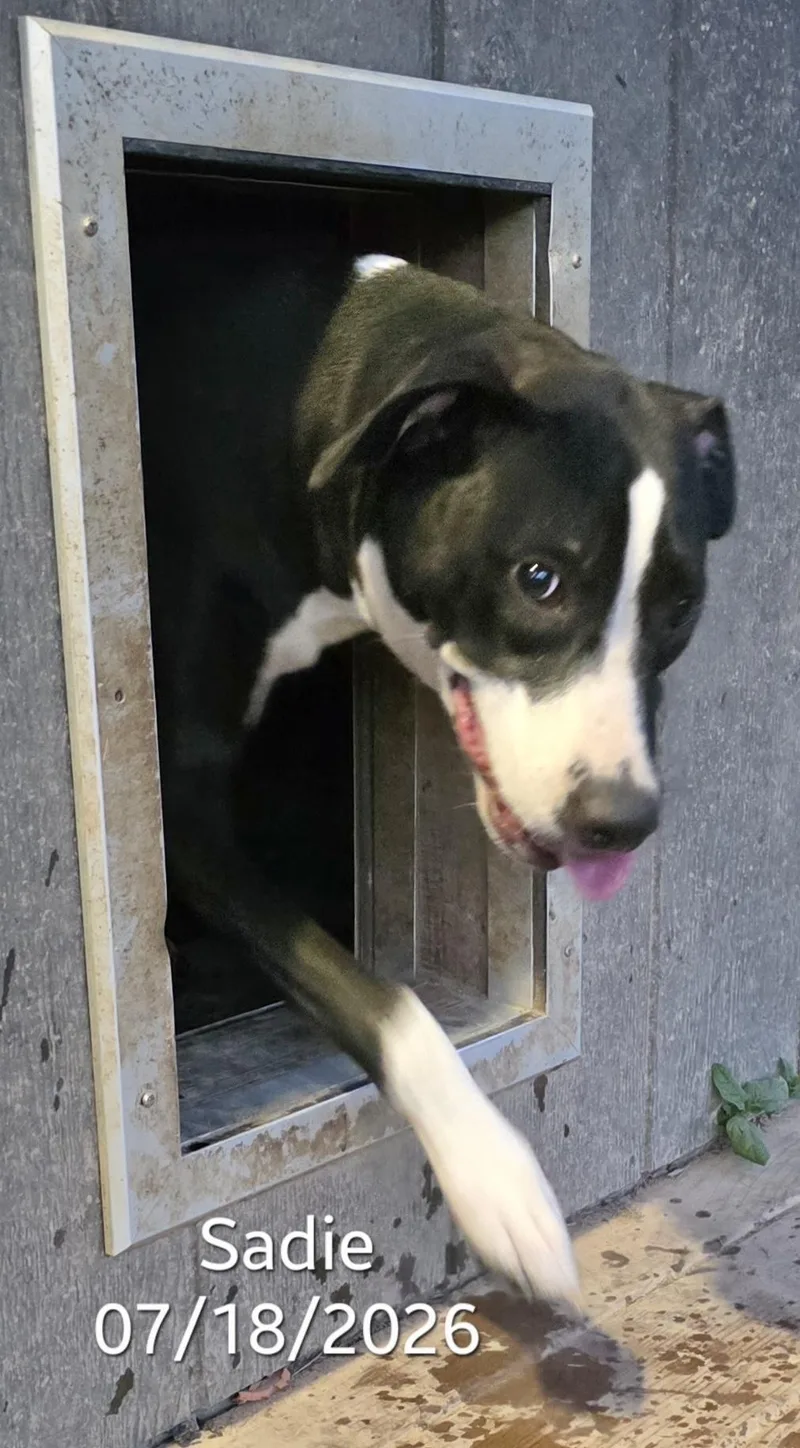 An adult large-sized female Great Dane dog named Sadie for adoption in Manchester, CT