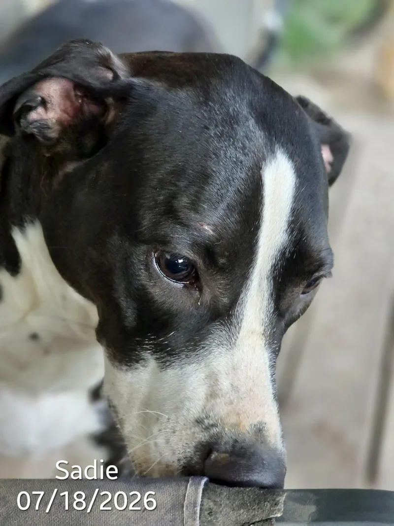 Sadie thumbnail 2