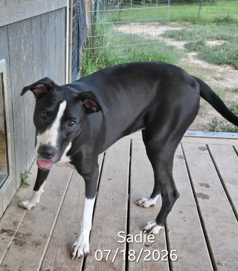 Sadie thumbnail 4