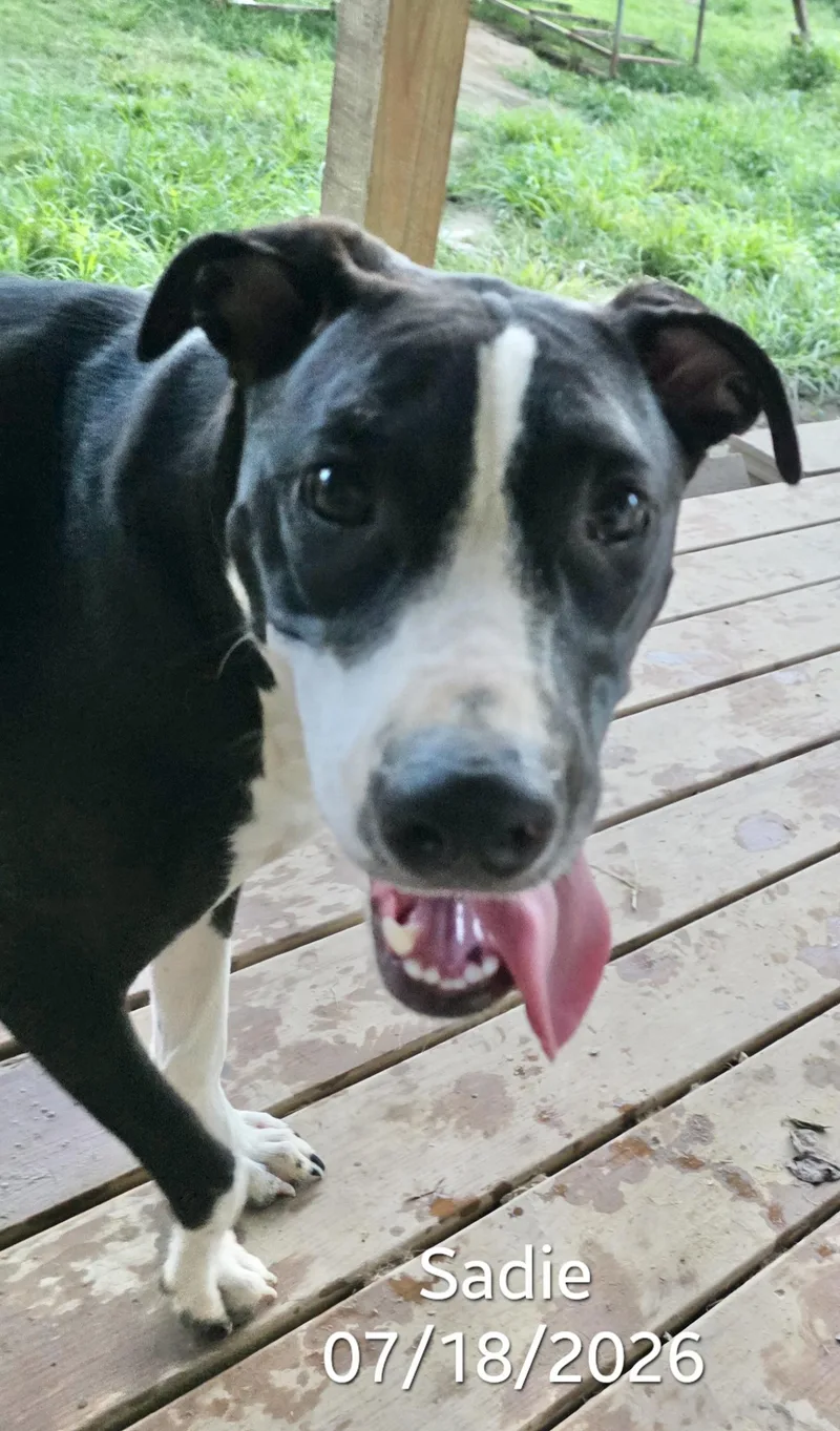 Sadie thumbnail 5