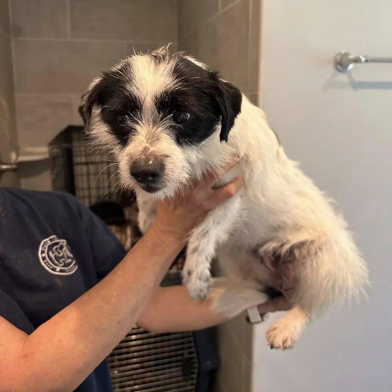 A young small-sized female Terrier dog named Fredia for adoption in Agua Dulce, CA