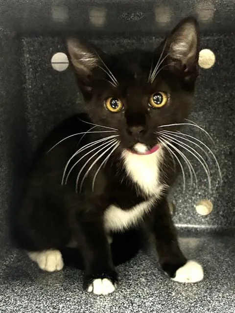 A baby small-sized female Domestic Short Hair cat named Logan for adoption in Upper Marlboro, MD