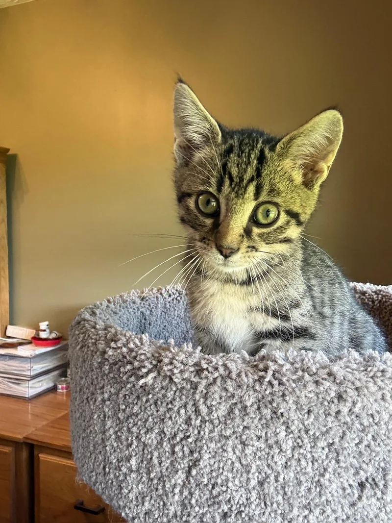 A baby small-sized male Tabby (Brown / Chocolate) Domestic Short Hair cat named Bisbee James for adoption in Hartville, OH