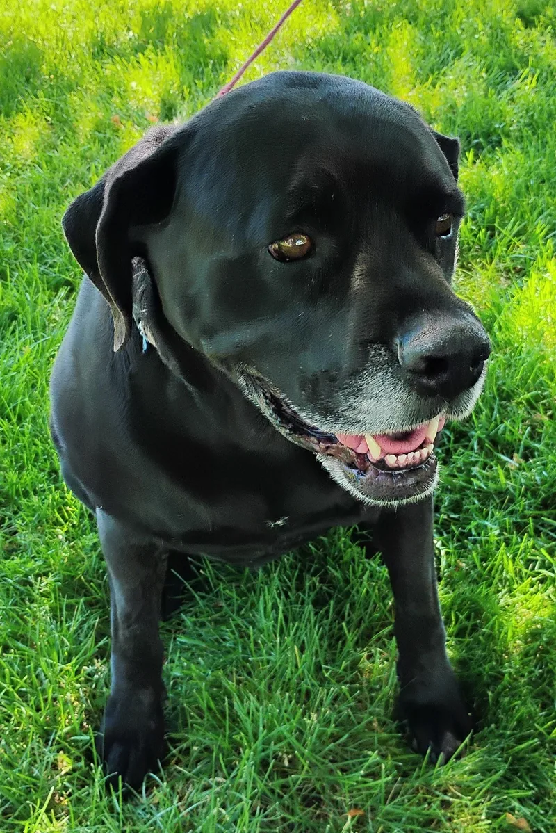 Maisey