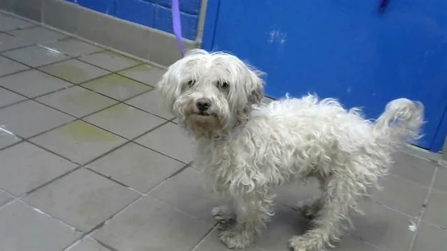 A young medium-sized male Poodle dog named Baby for adoption in Albuquerque, NM