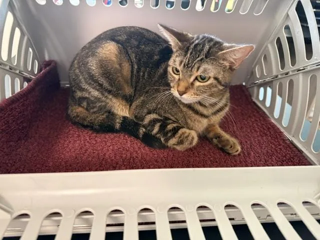 A young medium-sized female Domestic Short Hair cat named Juno for adoption in Garland, TX