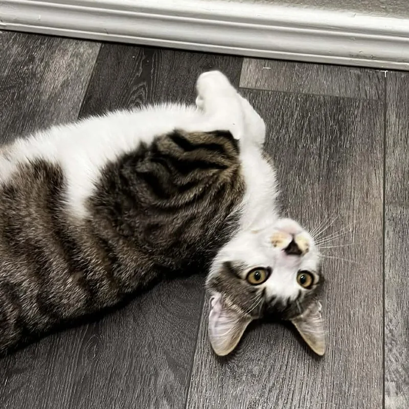 A young small-sized male Gray / Blue / Silver Domestic Short Hair cat named Raos for adoption in Nampa, ID