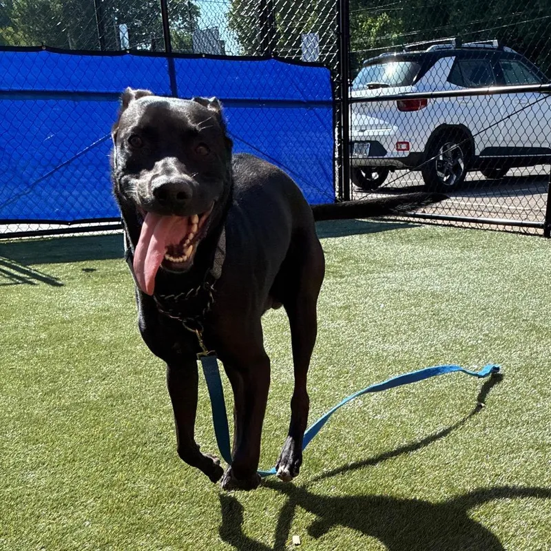 An adult large-sized male Black Labrador Retriever dog named Gunner for adoption in Philadelphia, PA