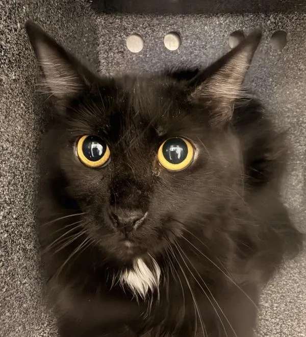 A young small-sized female Domestic Medium Hair cat named Benita for adoption in Golden, CO
