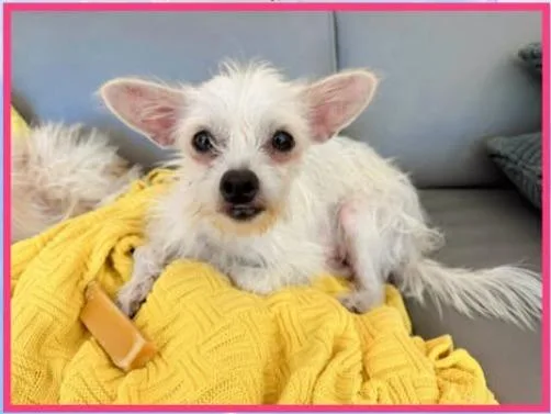 A young small-sized female Terrier dog named Glory for adoption in Mesa, AZ