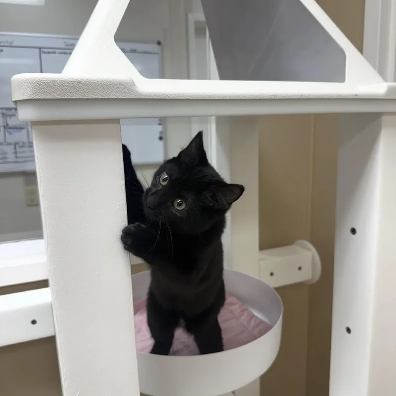 A baby small-sized female Domestic Short Hair cat named Velma for adoption in Mebane, NC