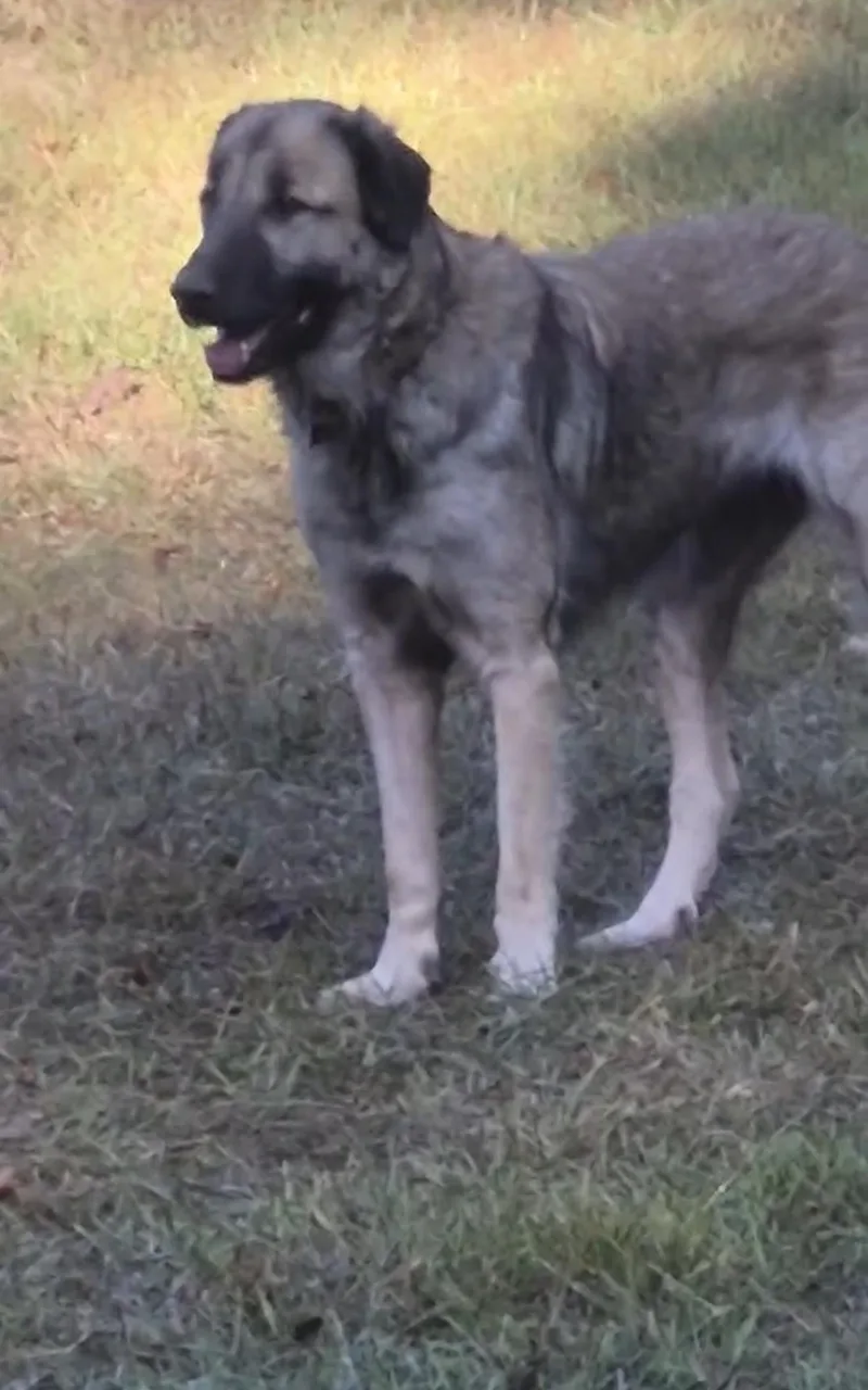 Samoa  The Softest thumbnail 2